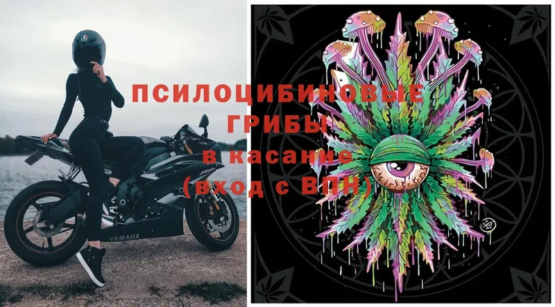 Галлюциногенные грибы Psilocybe  Шумиха 